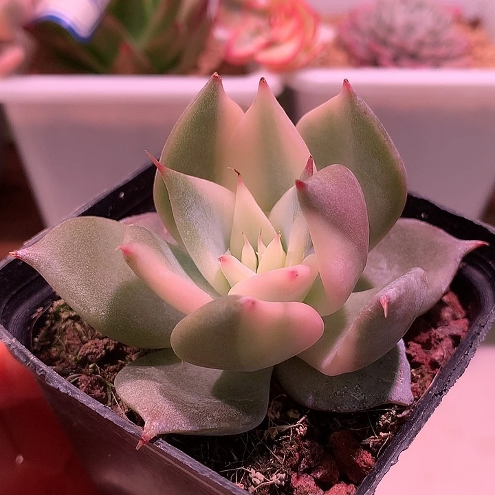 墨西哥巨人锦锦锦锦锦