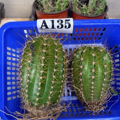 种子苗毛花柱a 135