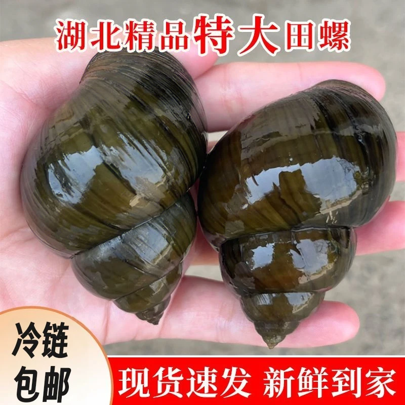 洪湖鲜活清水田螺螺蛳现捞特大号现发