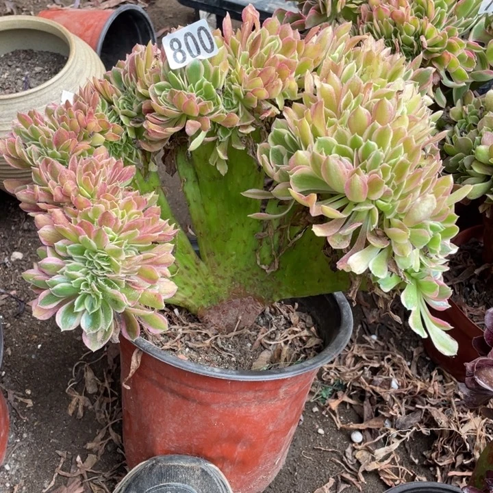 25厘米女巫拉丝缀800号