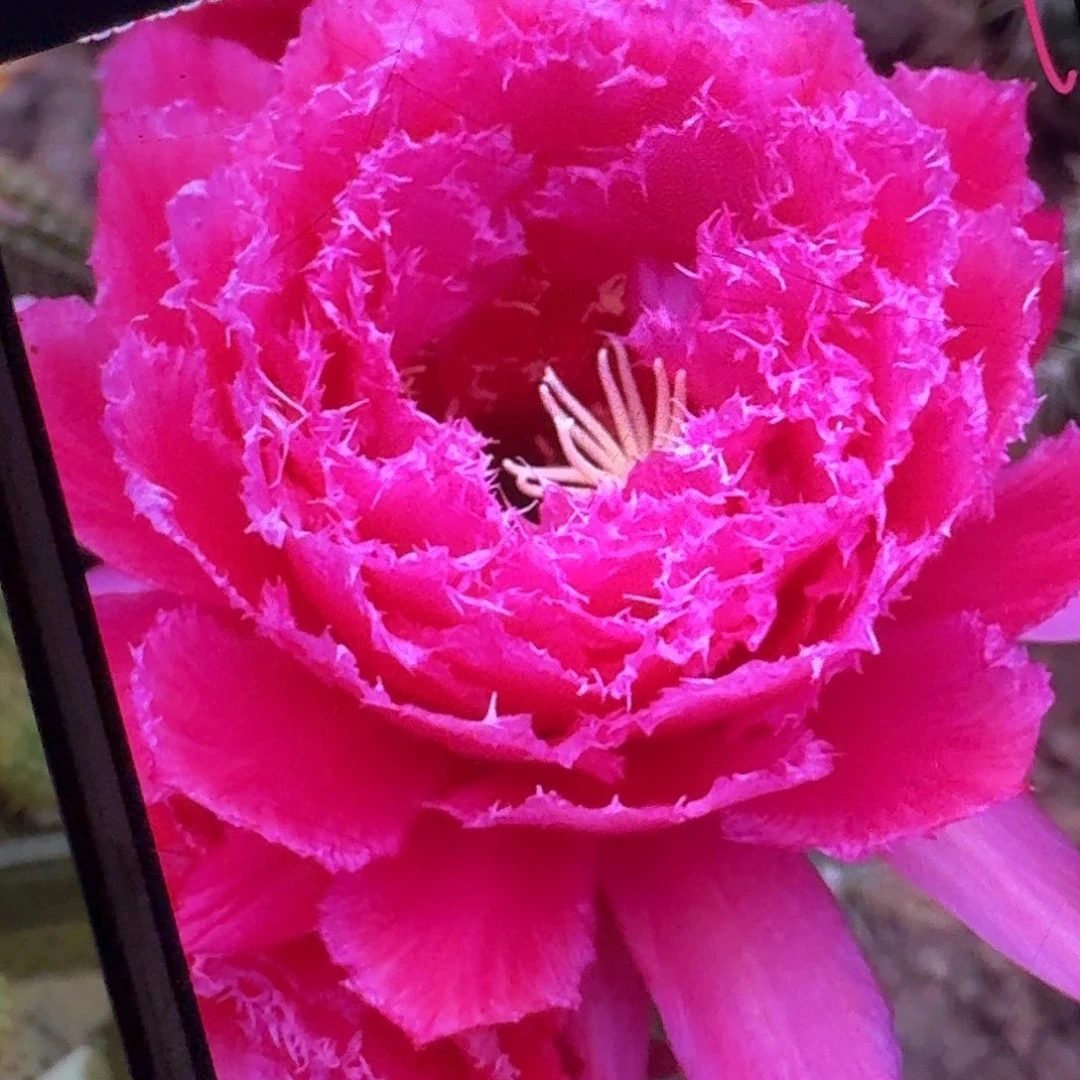 708侧芽5公分毛花柱