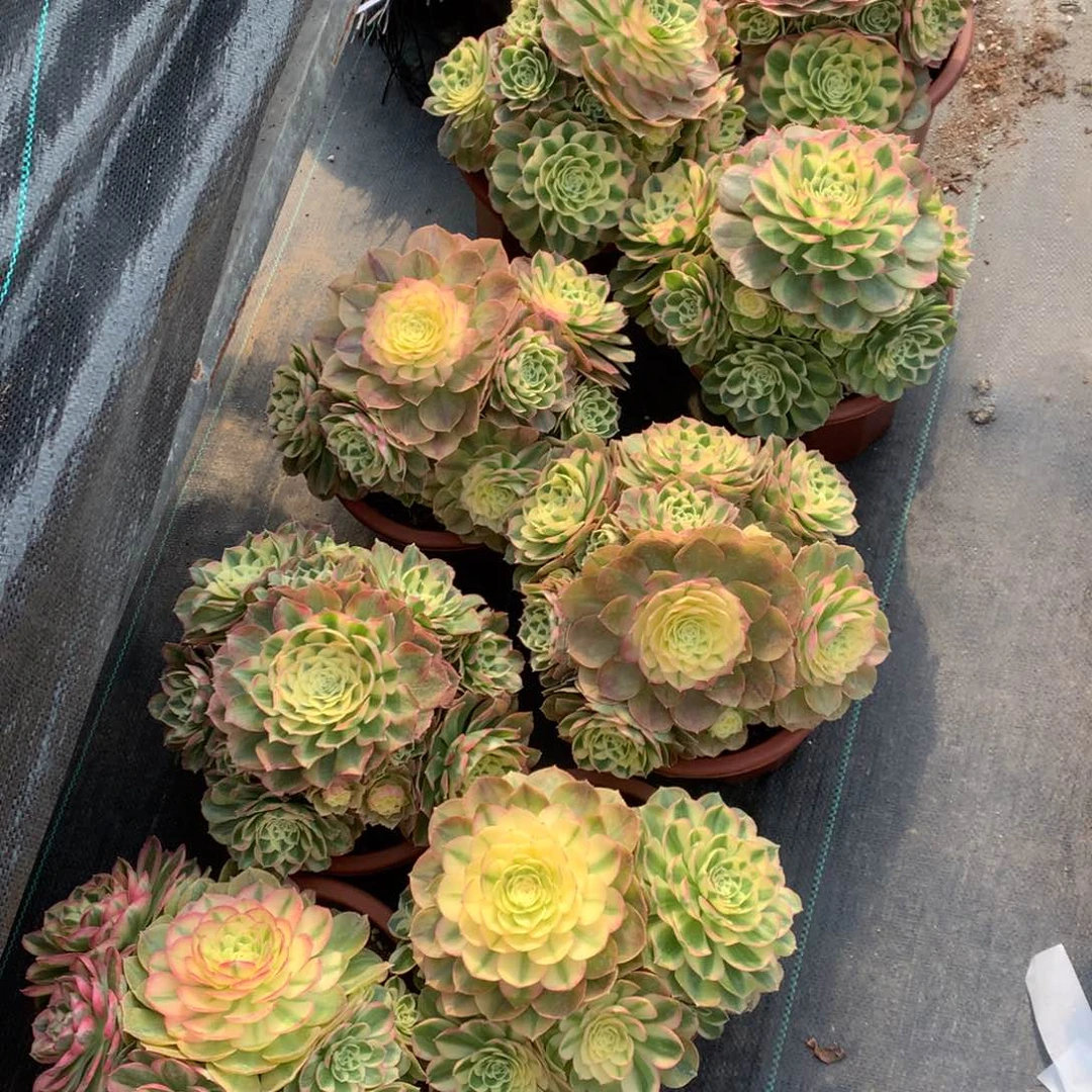 粉钻-19.9朵朵朵朵朵朵