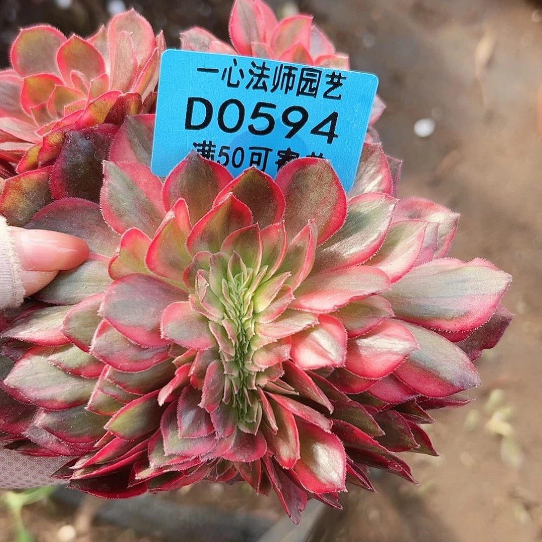 多肉植物多肉植物0594