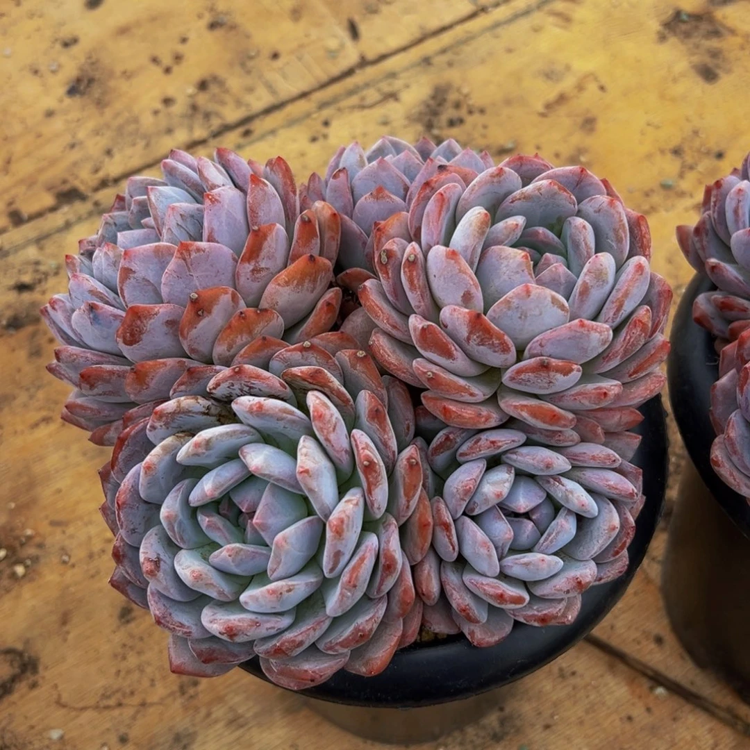 英***遇见多肉园艺英星影