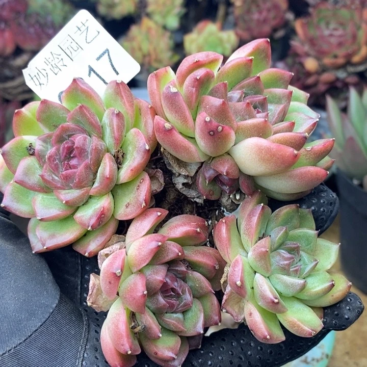 9817不包整散掉头，11厘米