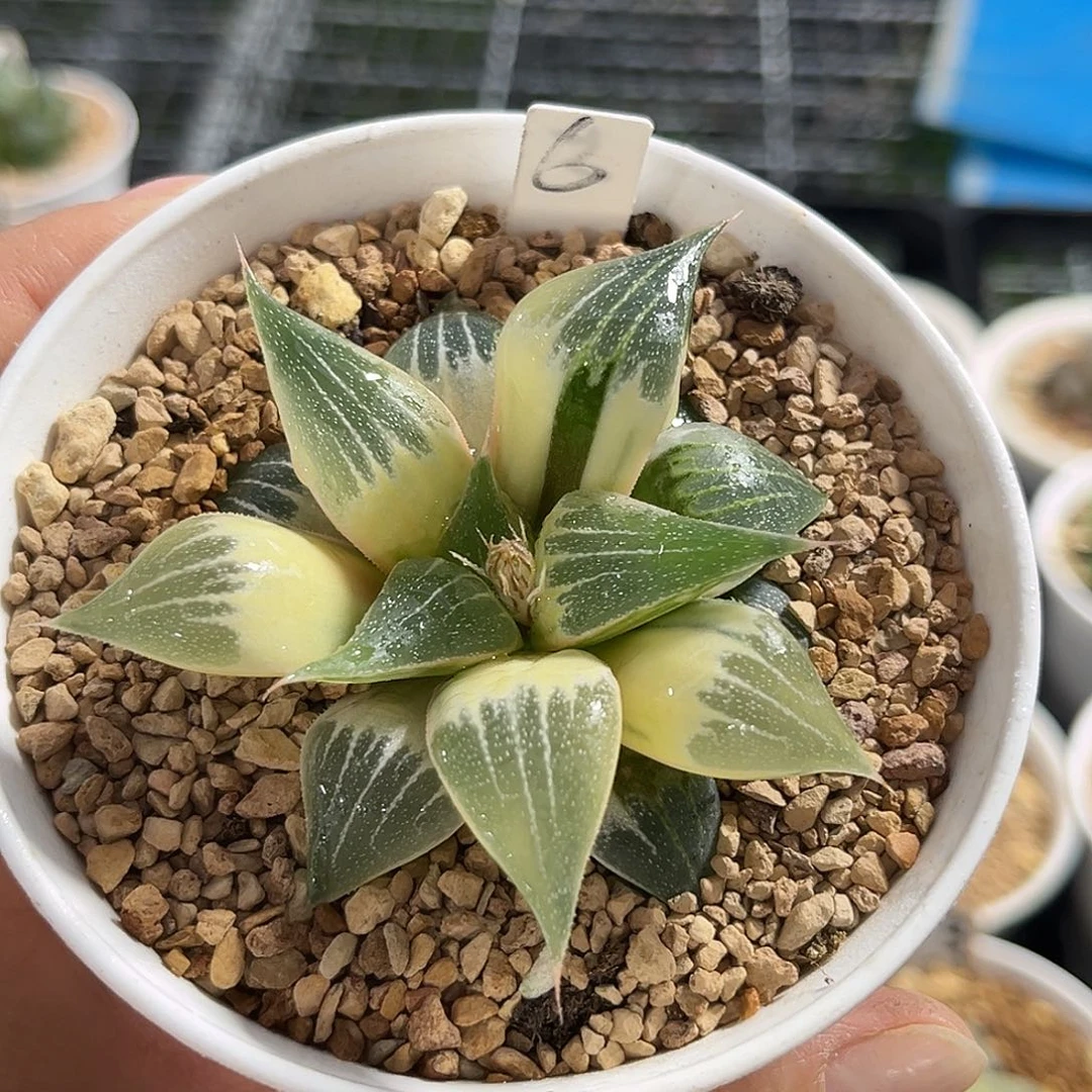 6实生糊斑寿锦福利福利