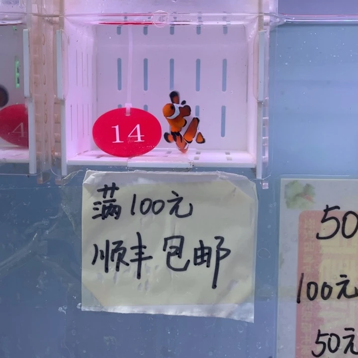 海水鱼精品皇冠黑边一对3+配4+