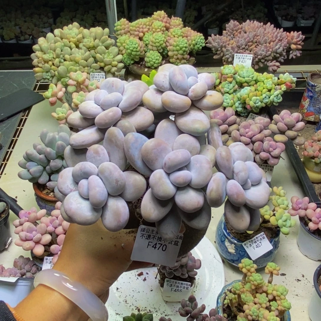 470芭比奶多肉15cm