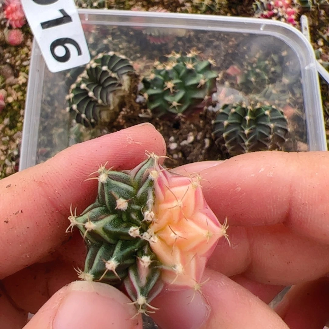 当前无花栽培后可以开花916