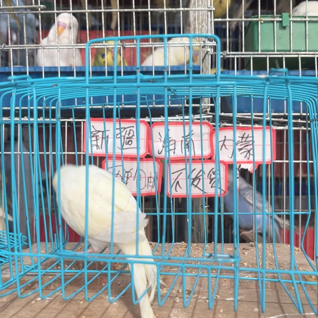 虎皮鹦鹉我的小姐姐