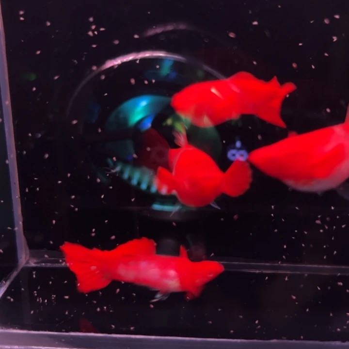 孔雀鱼延背红双粉水2对
