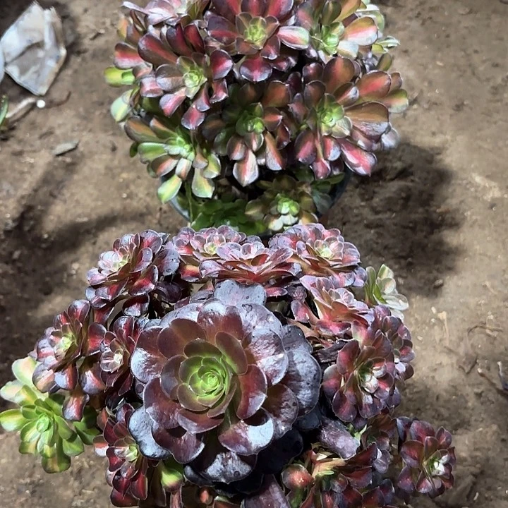 原*厨多肉植物法师花娜157