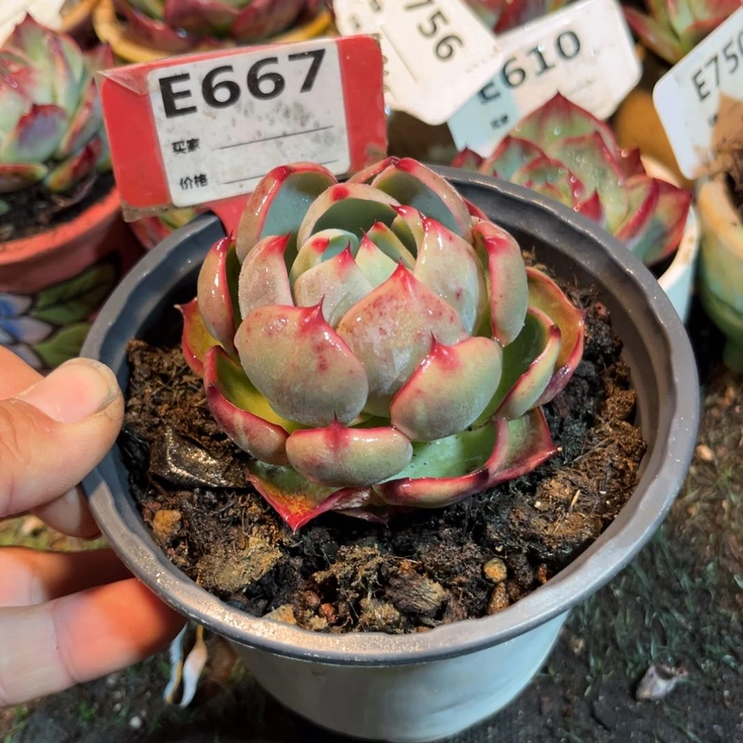 咕**噜惊鸿一瞥667号多肉