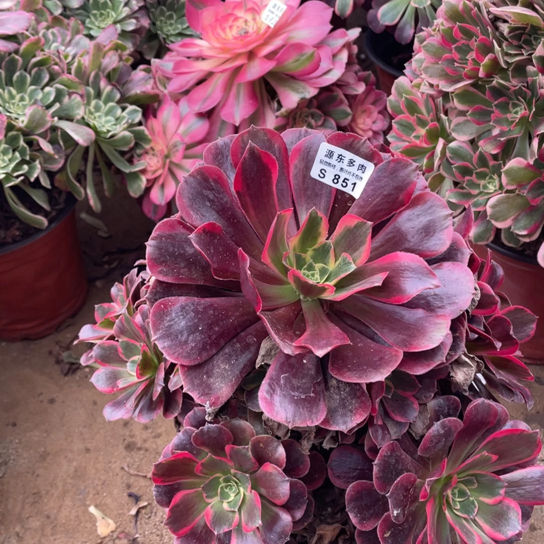 851美杜莎多肉法师断枝不包