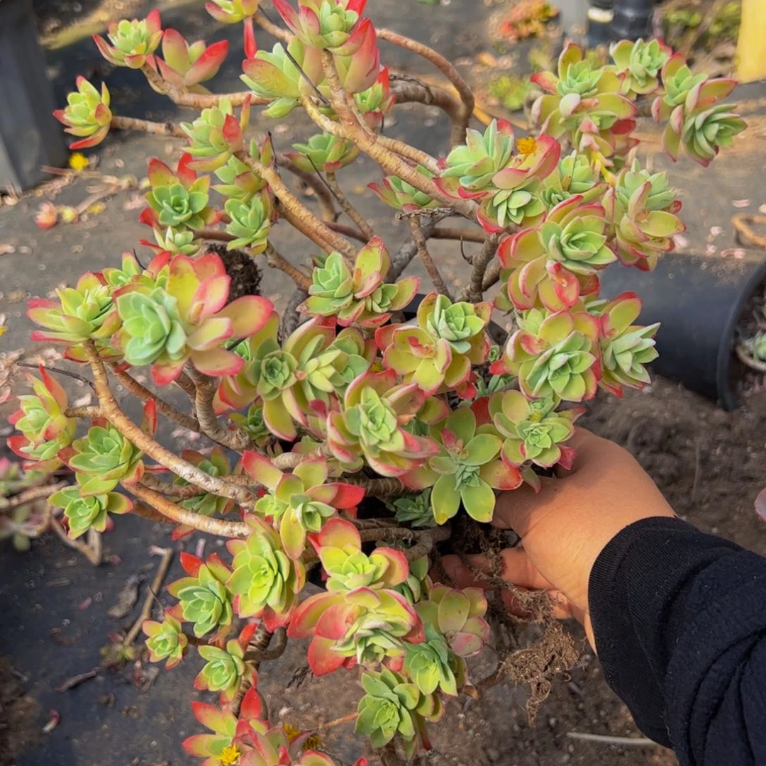 薄化妆两盆多肉植物