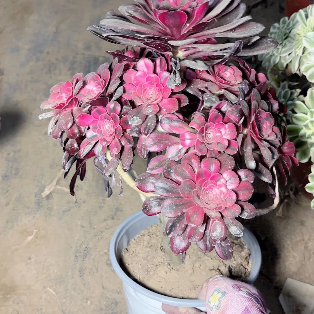 K. 308香奈儿多肉？ba