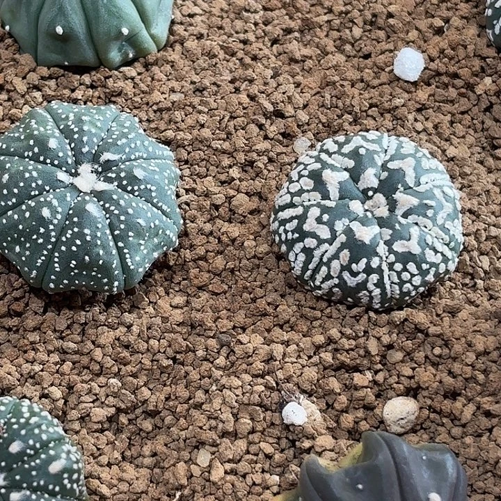 025实生奇迹琉璃福袋