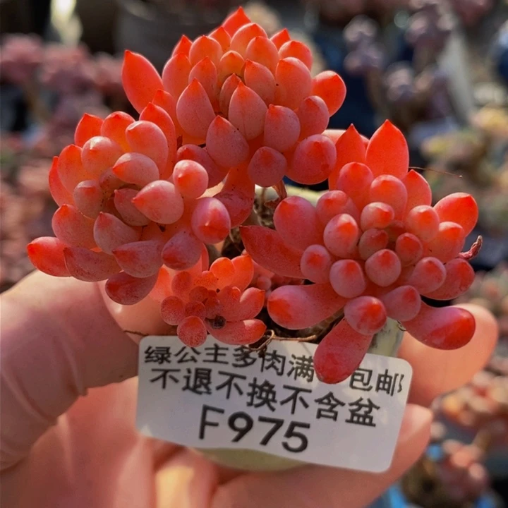 烟花5cm975多肉植物