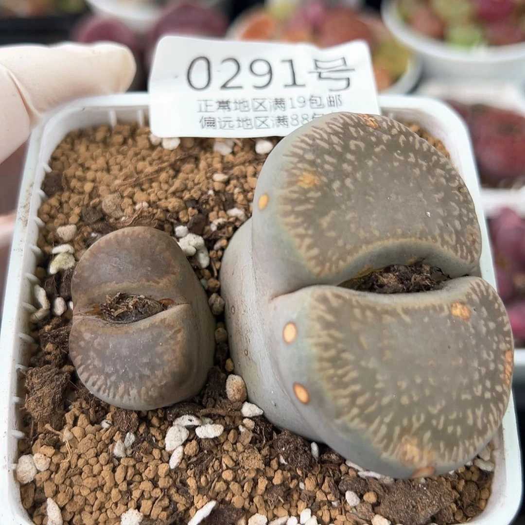 好养易活生石花大母本0291