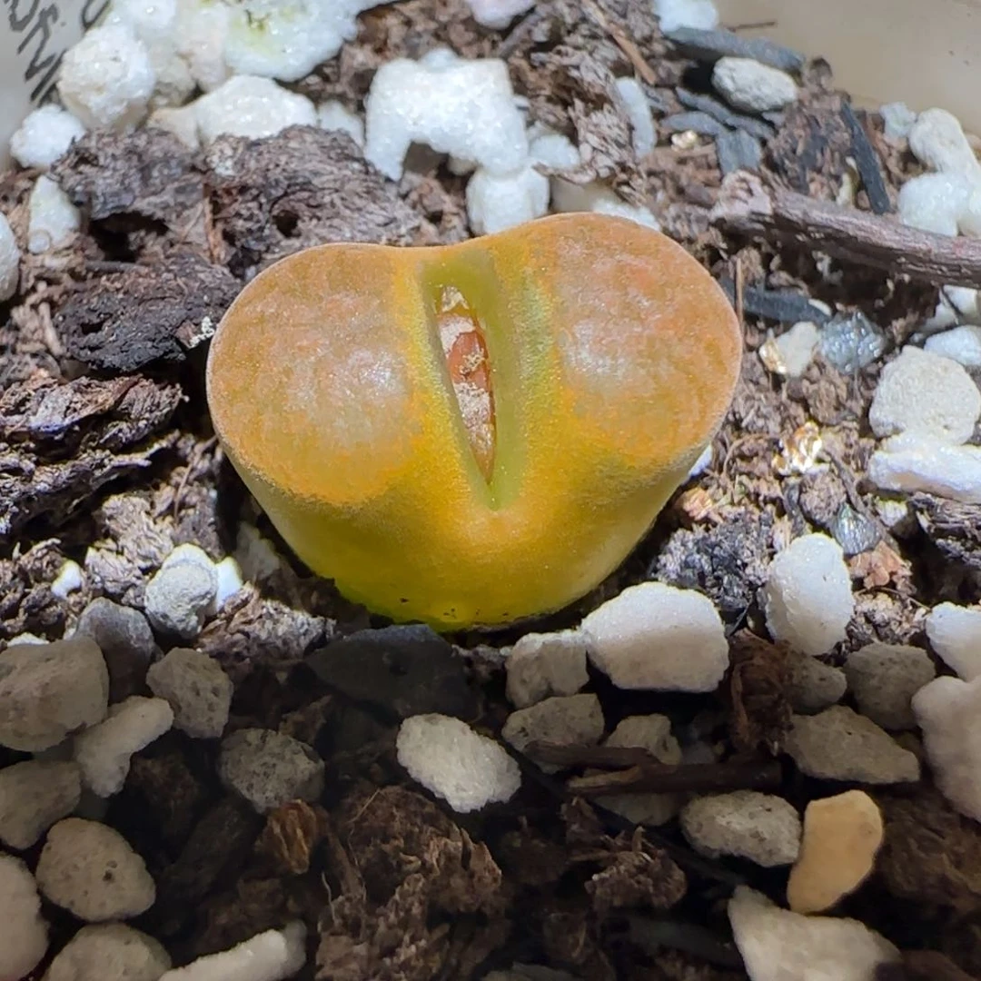 肉锥多肉植物百科-EH980蛋糕146