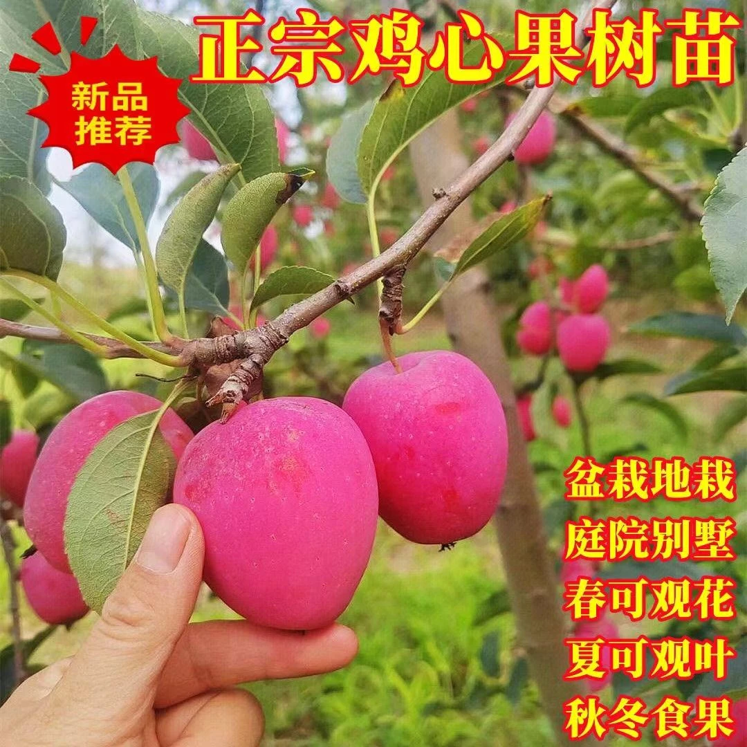 【原盆带果】鸡心果树苗南方北方种植锦绣海棠盆栽地栽鸡心苹果苗