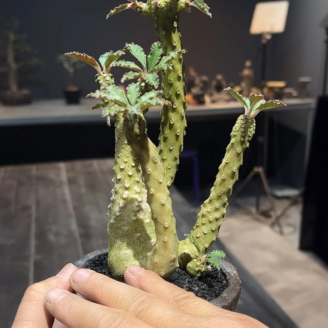 哇椰子琉桑脱土777888888