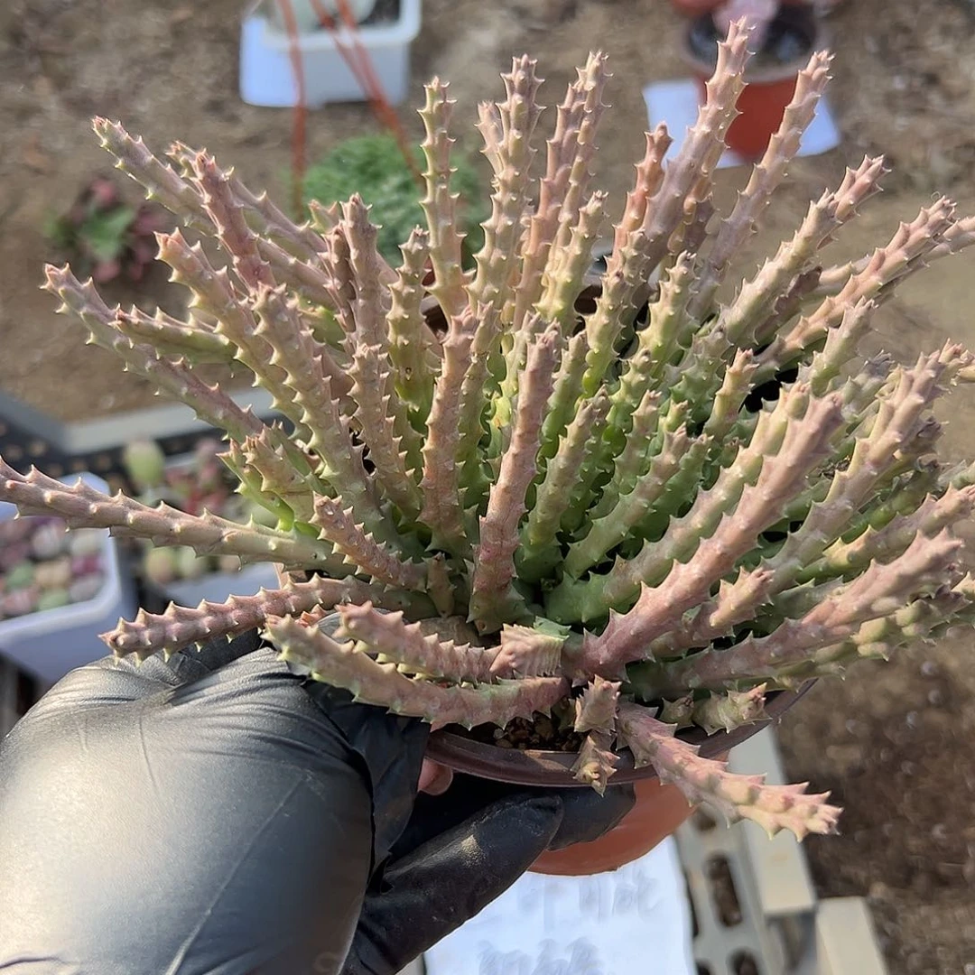 多肉植物红花姬龙角