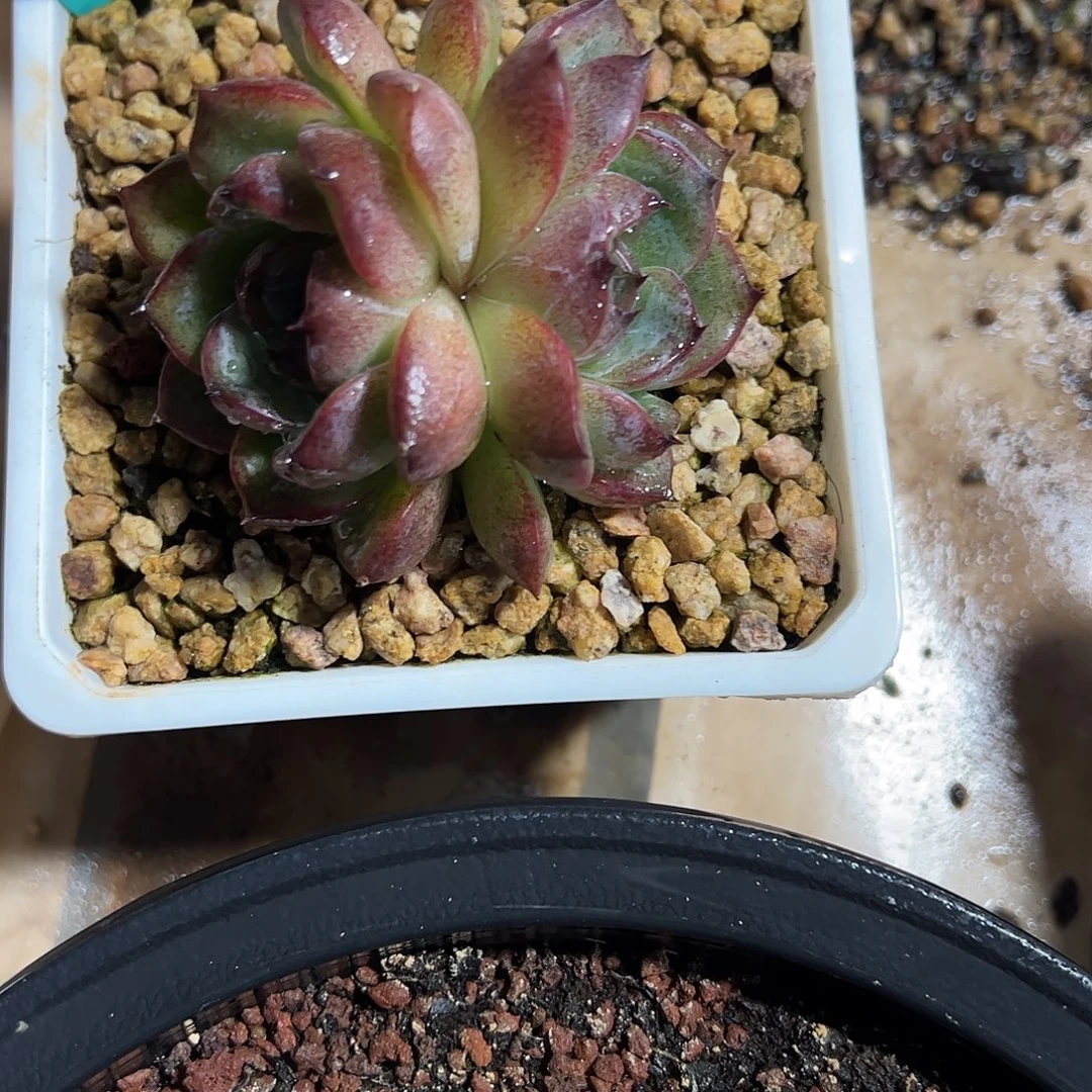 黑橙小群多肉植物