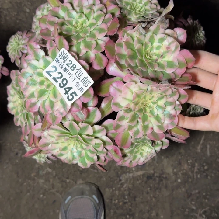 22945同白多肉植物