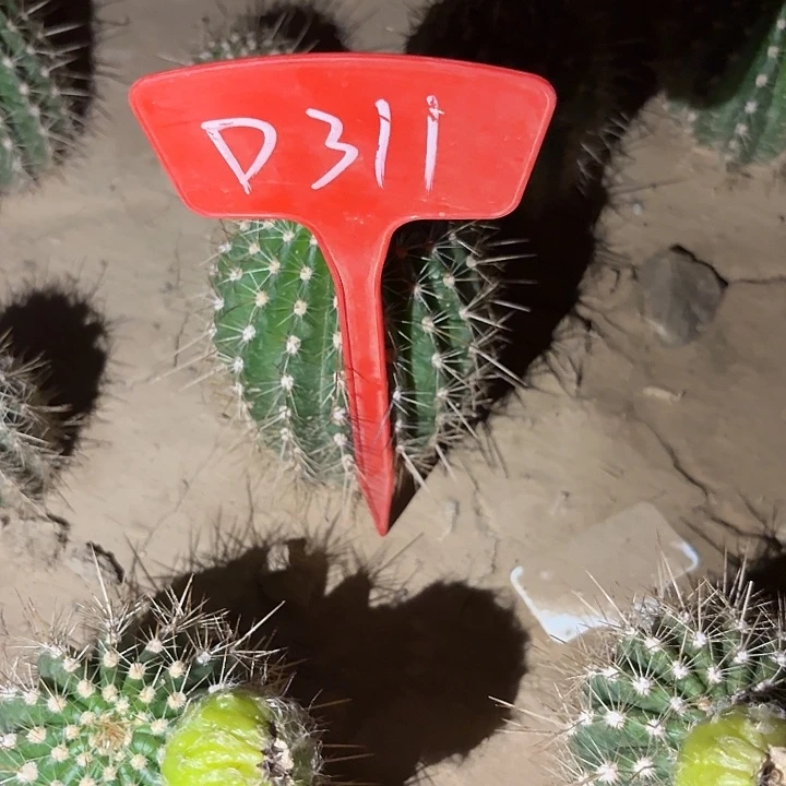 打*?D311,白雪公主瑕疵