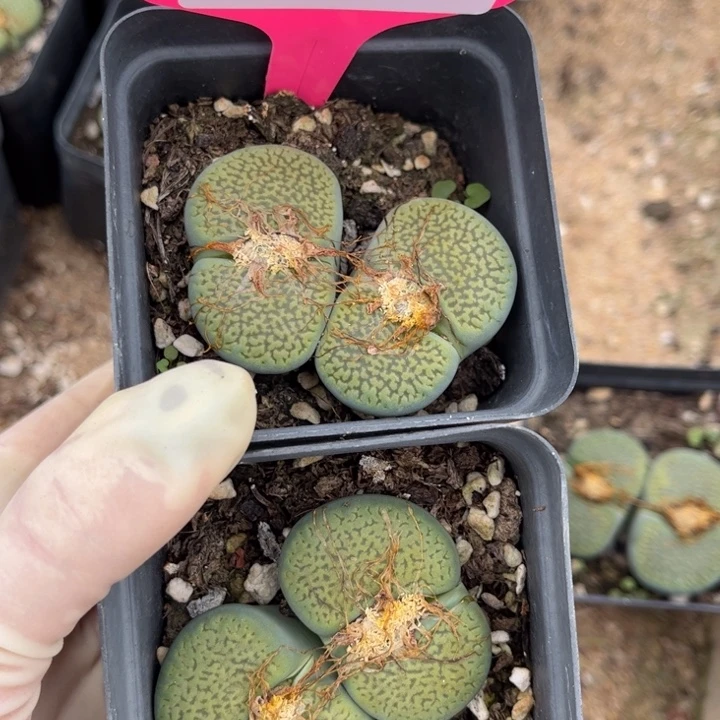 苗***～976号两盆8888888888