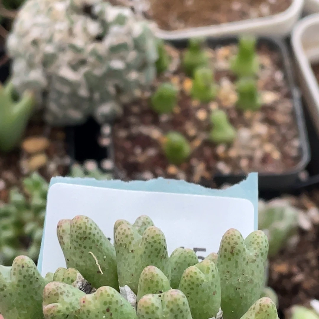 是***～21-154肉锥多肉植物