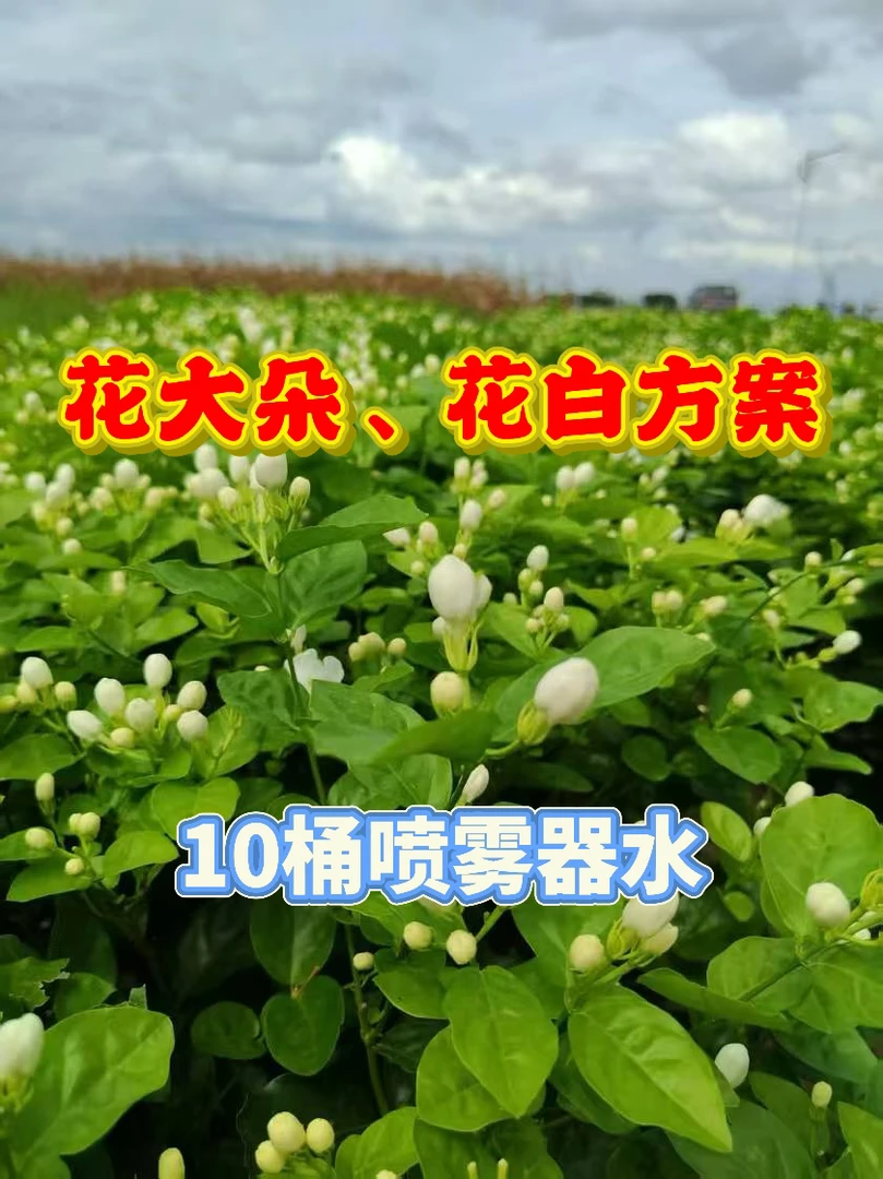 花大朵，花白方案10桶