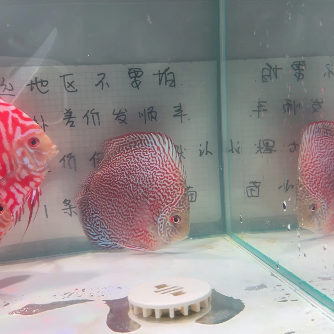 七彩神仙鱼七彩8-10