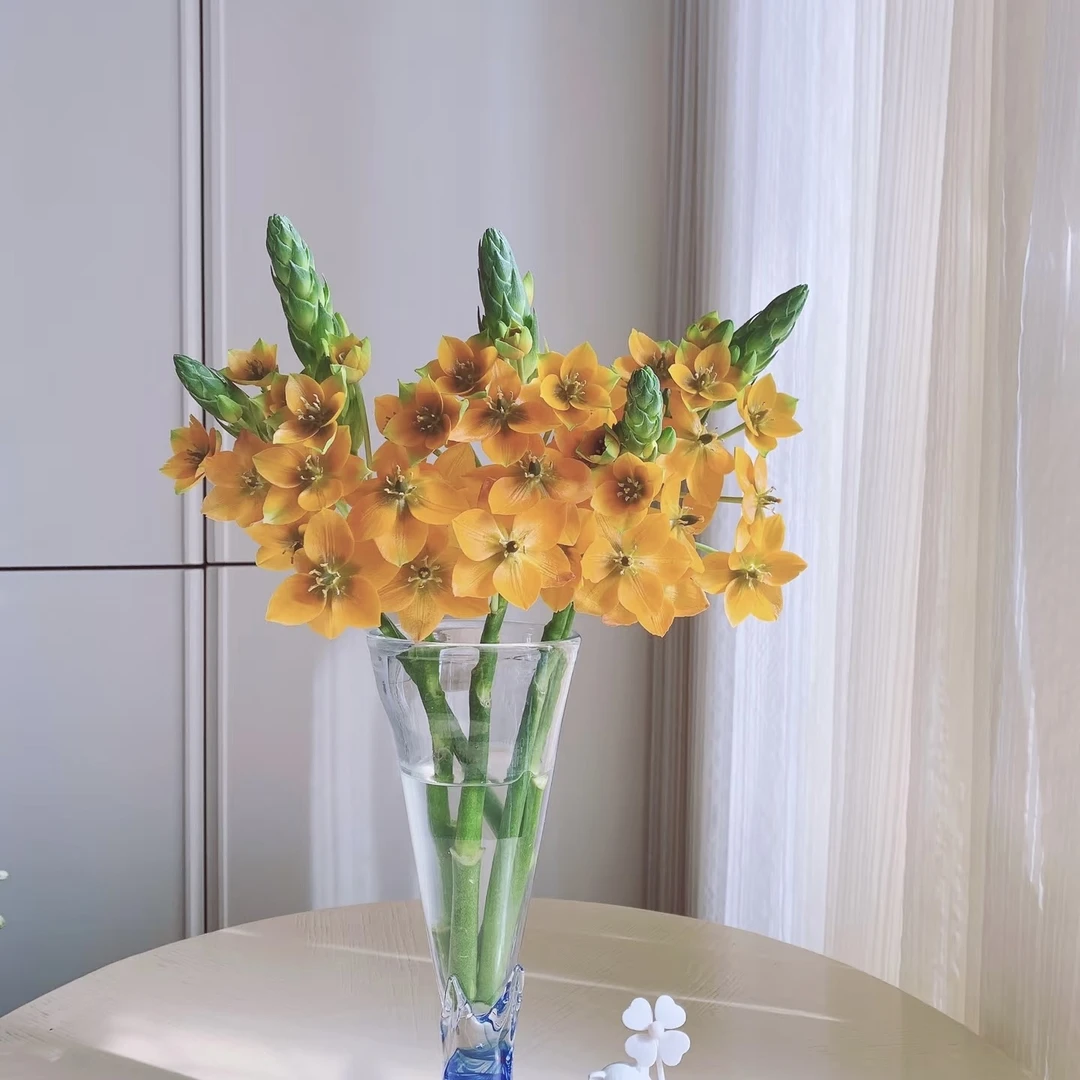 【618好物节黄色圣心百合】鲜花圣心百合鲜切花云南基地直发