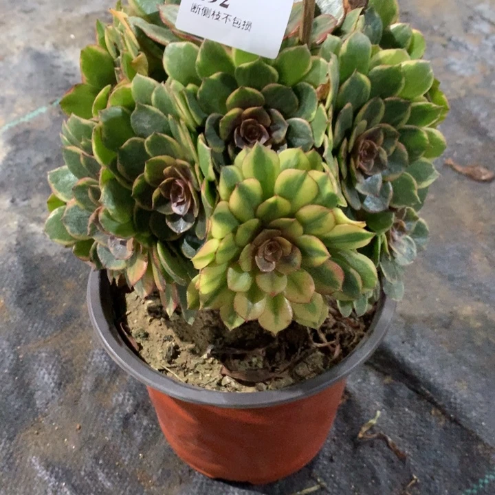 692半夏多肉植物特价