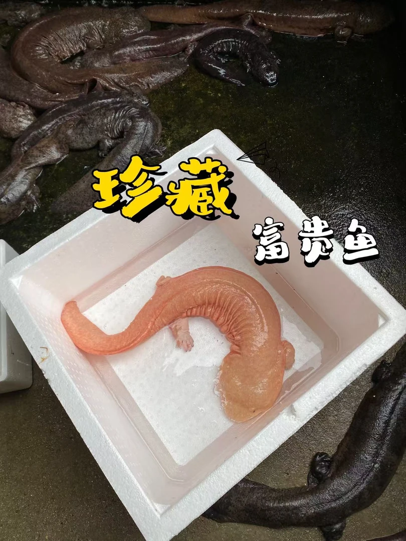 开播福利 变异观赏娃娃鱼