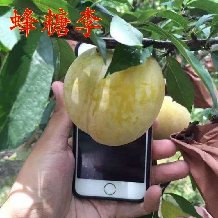 新品种李子树苗蜂糖李子苗南北方种植嫁接脆甜红心李子树苗