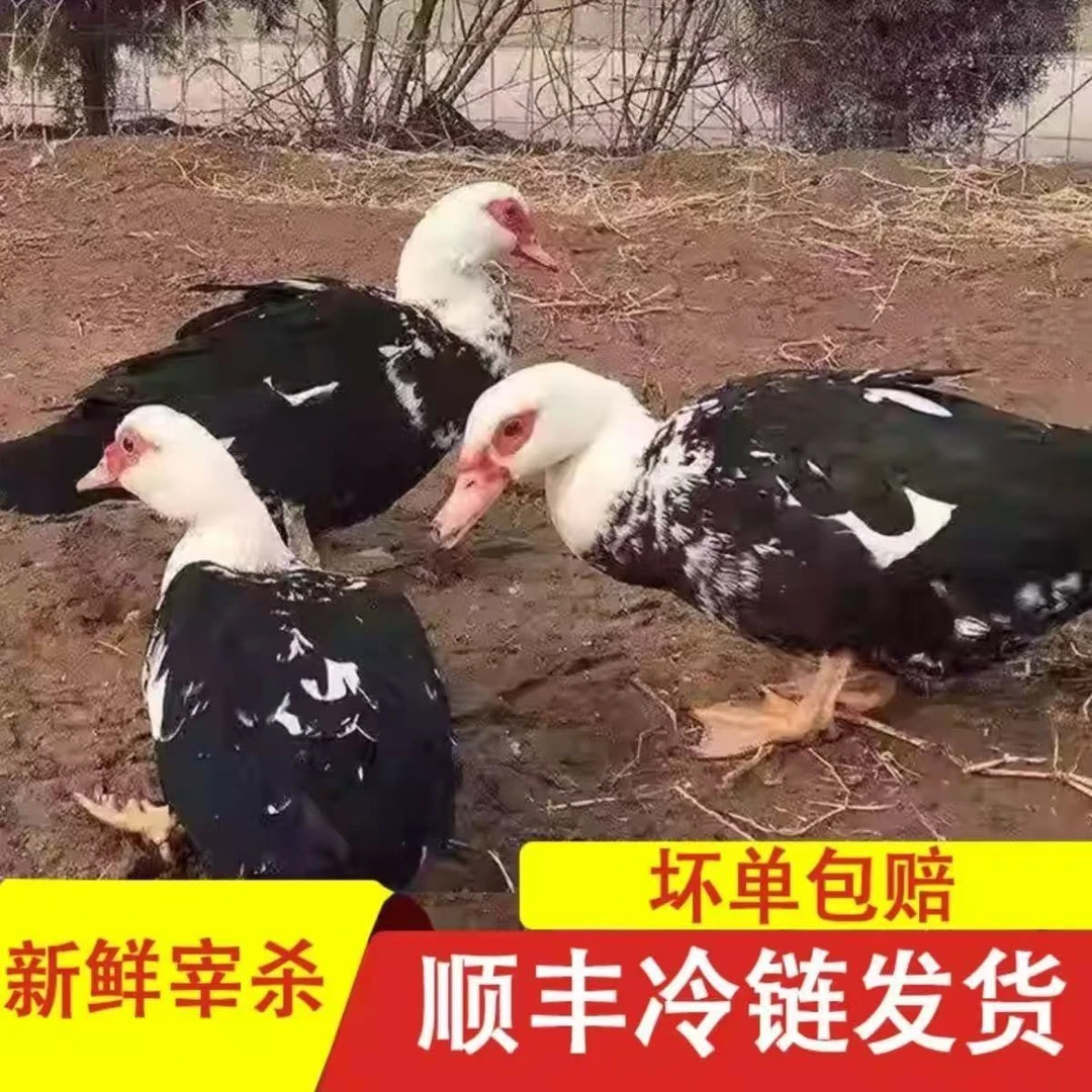 拍一只送一只2只农家放养番鸭新鲜宰杀冷冻发货 杀好净重共10斤