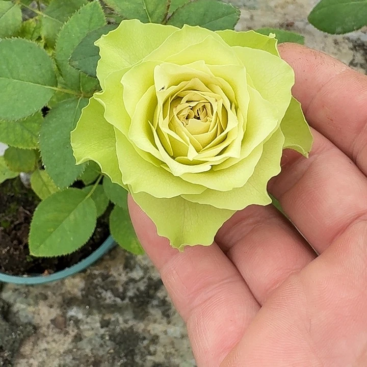 无花朵温莎城堡小苗