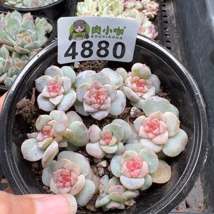 多肉植物多肉植物