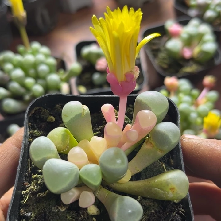 小***二可爱多肉五十铃玉002