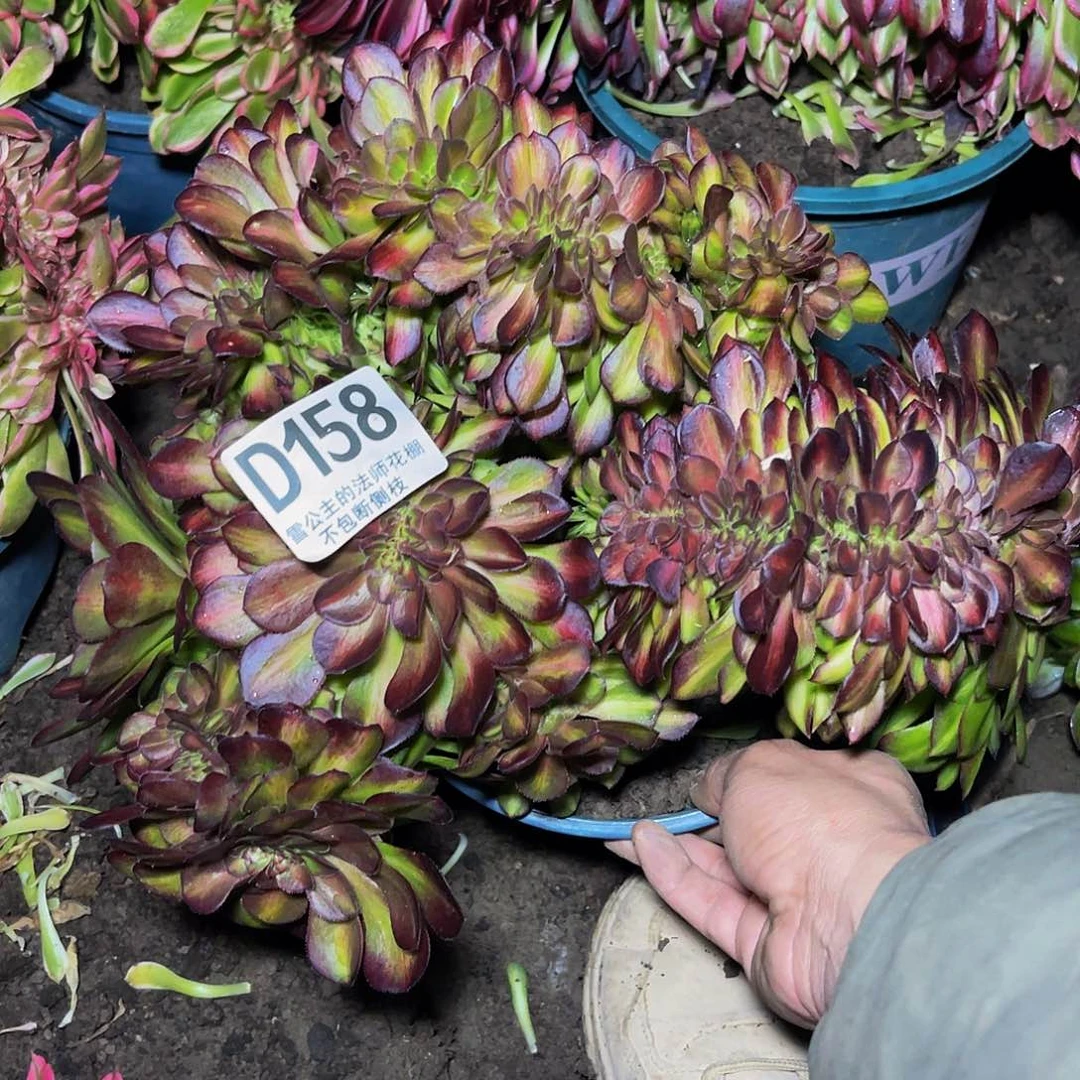 法师法师28//31包邮法师