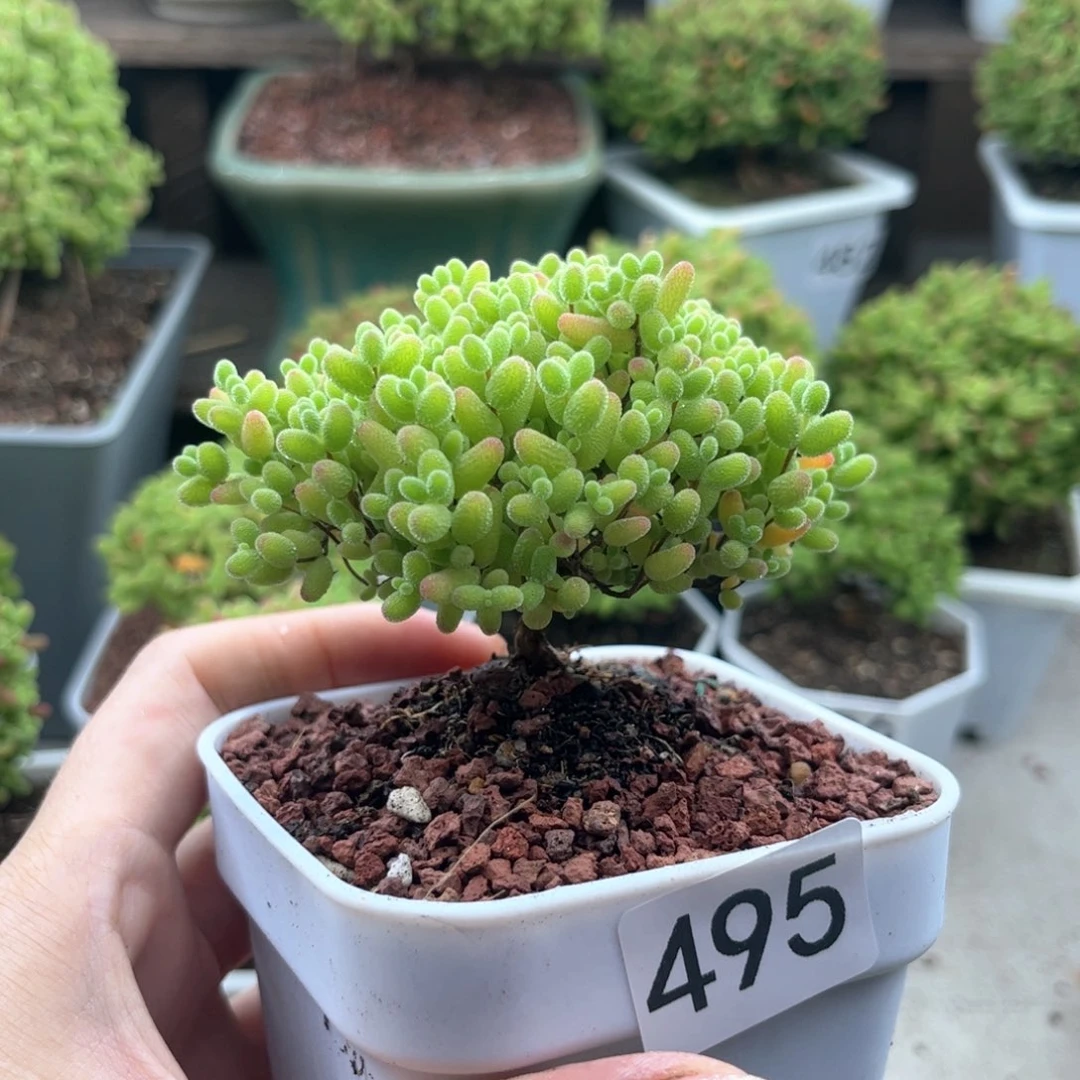 495蜜桔可爱多肉植物