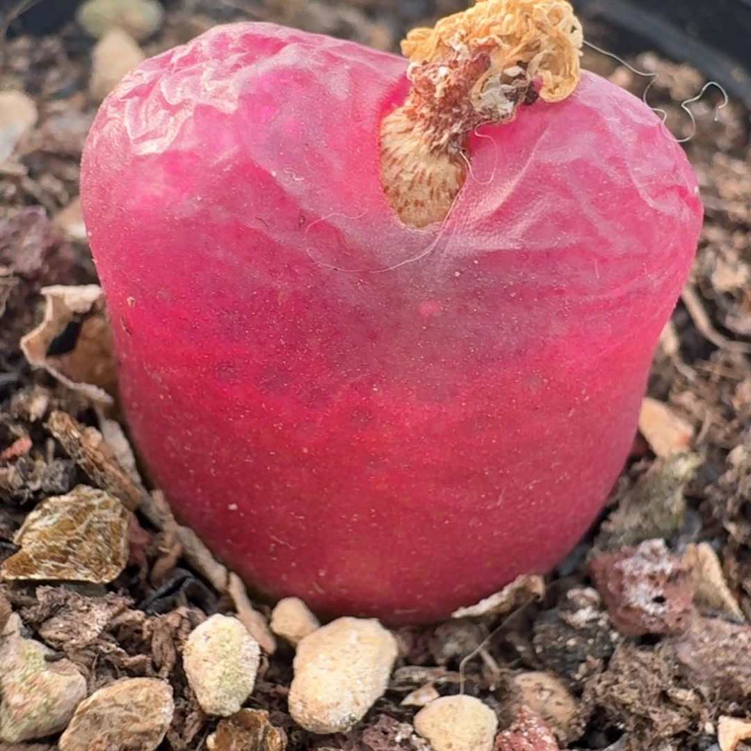 294带盆土发货00000