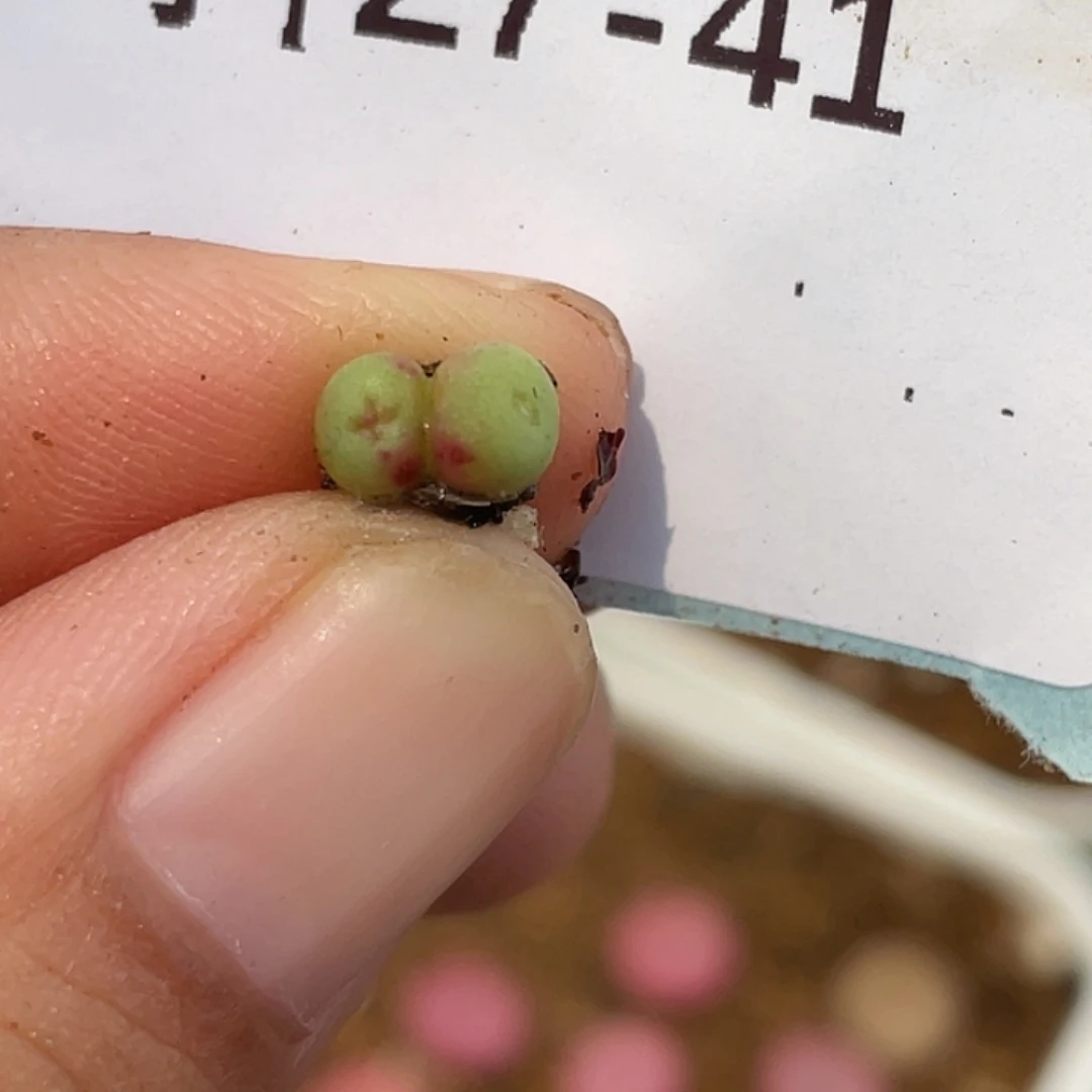 27-41嘴多肉植物肉锥