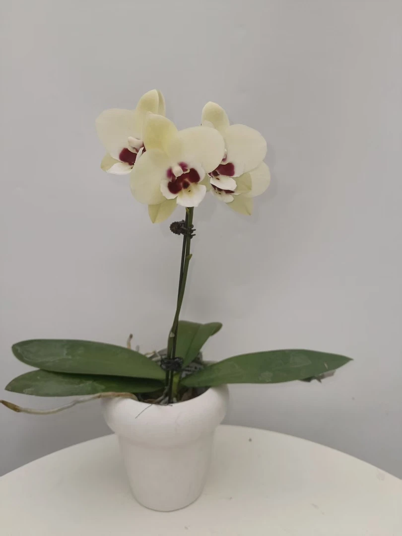 欢然花田培植蝴蝶兰 （月牙湾）全花无售后