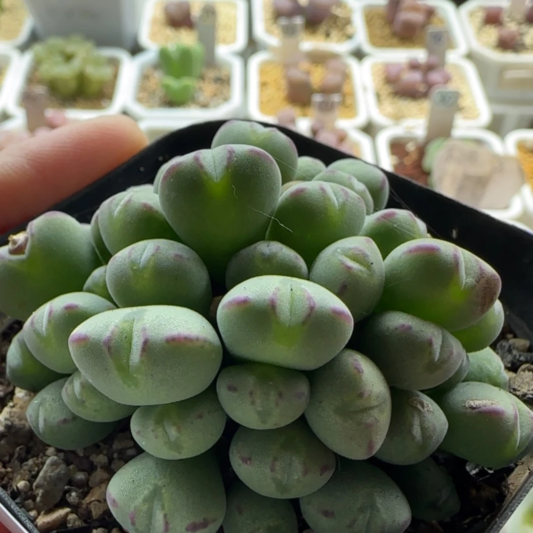 【闪购商品】0551毛口笛