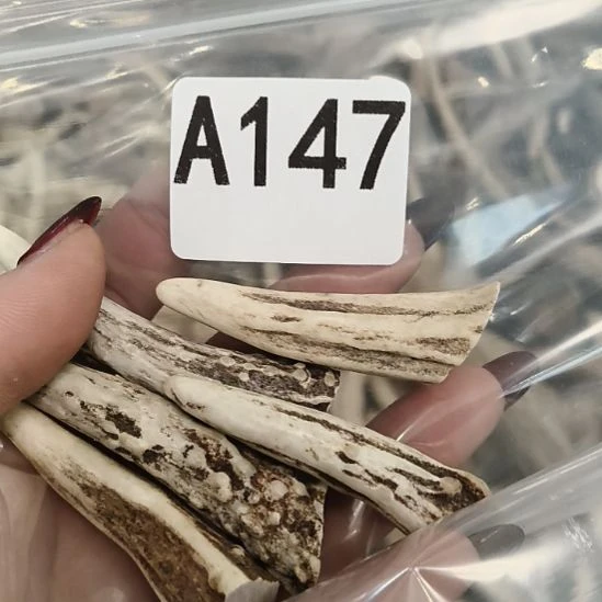 ****仔鹿角鹿角鹿角鹿角鹿角