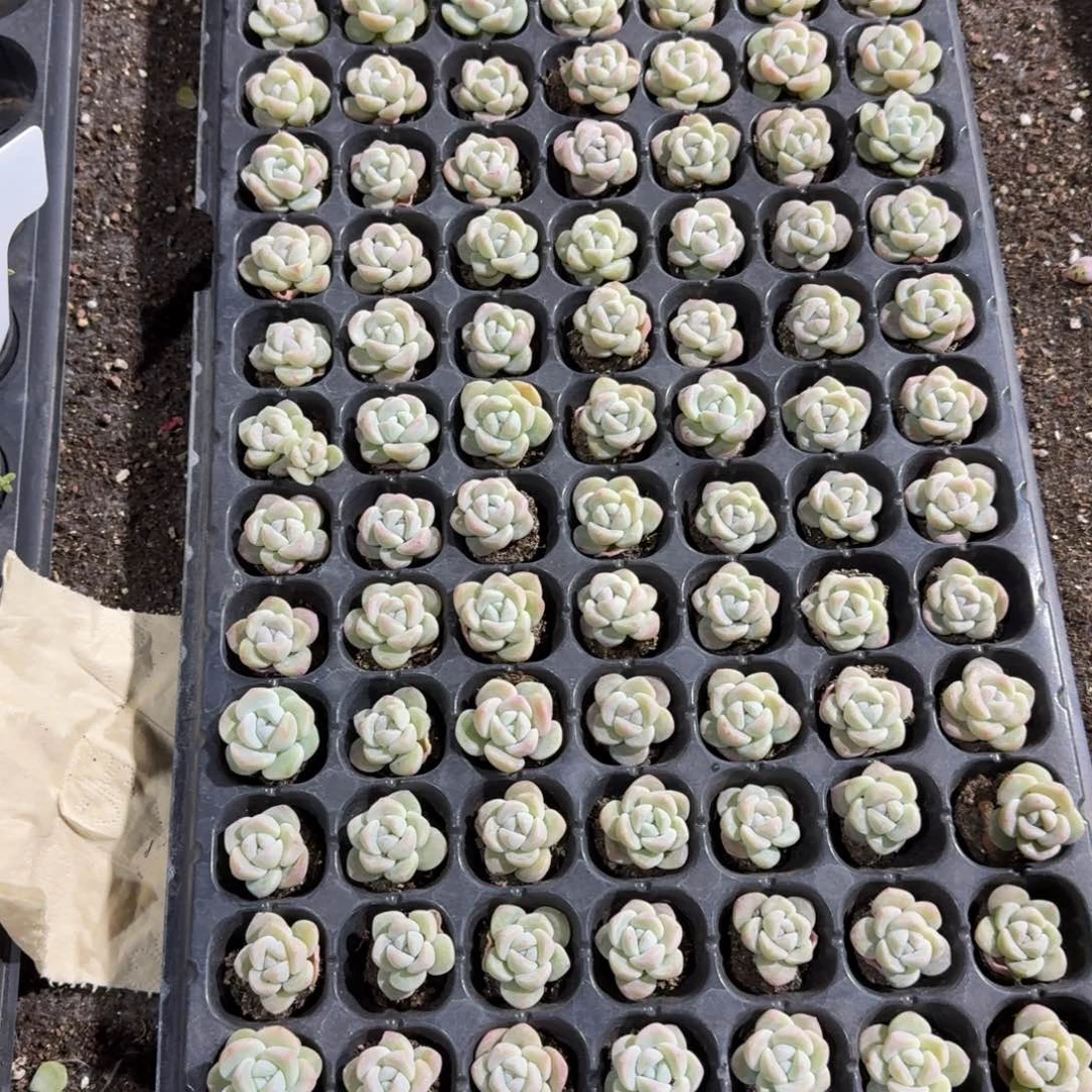 Shan一物一拍专拍